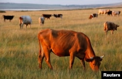 Көрнекі сурет.